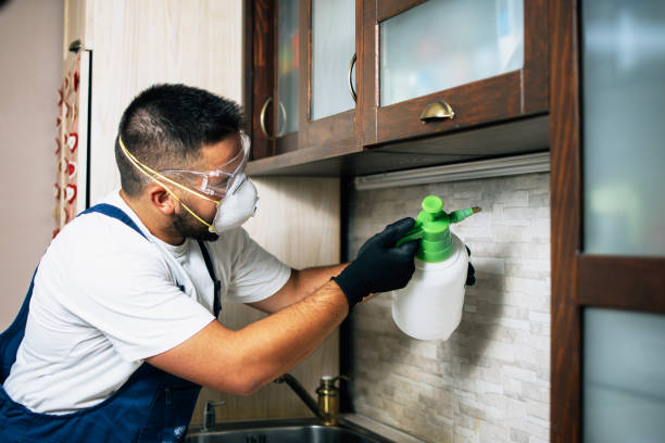 Best Rat Extermination Near Me  in Bridgeport, IL