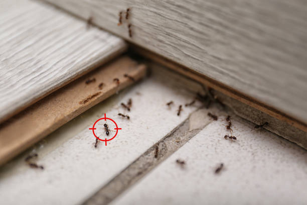 Best Spider Control Near Me  in Bridgeport, IL