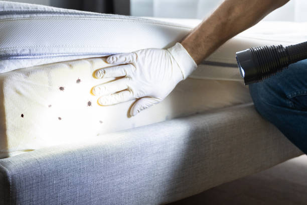 Best Termite Control Services  in Bridgeport, IL