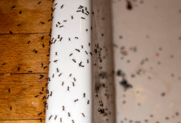 Best Spider Control Near Me  in Bridgeport, IL